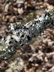 Parmotrema submarginale