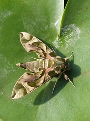 Daphnis nerii