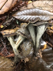 Craterellus calicornucopioides