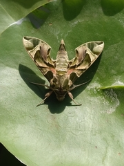 Daphnis nerii