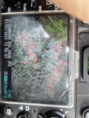 Castilleja hololeuca