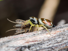 Heliophanus chovdensis