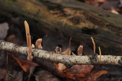 Macrotyphula contorta