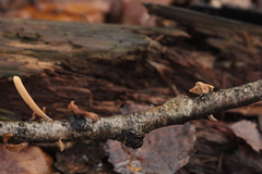 Macrotyphula contorta