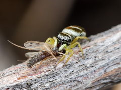 Heliophanus chovdensis