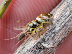 Heliophanus chovdensis