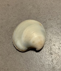 Granicorium indutum