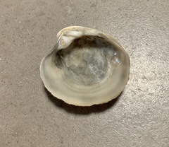 Granicorium indutum
