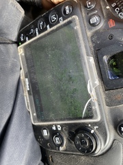 Solanum umbelliferum clokeyi