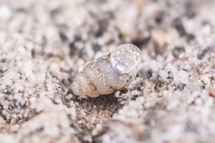 Gastrocopta armigerella
