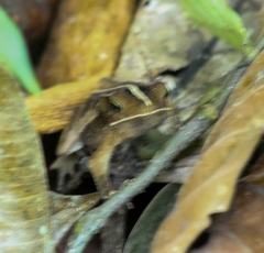 Rhinella margaritifera