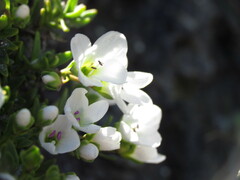 Veronica colostylis