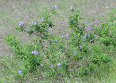 Solanum umbelliferum clokeyi