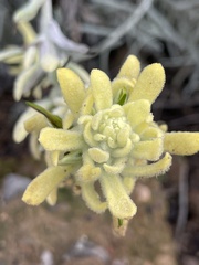Castilleja hololeuca