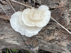 Ossicaulis