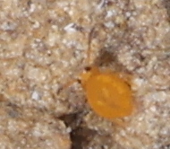 Sminthurinus aureus