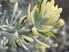 Castilleja hololeuca