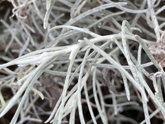 Castilleja hololeuca