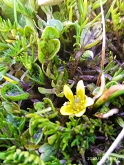 Ranunculus maculatus