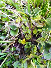 Ranunculus maculatus