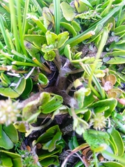 Ranunculus maculatus