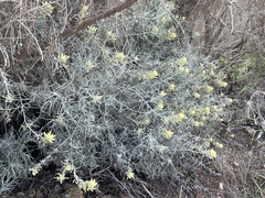 Castilleja hololeuca