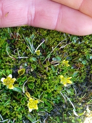 Ranunculus maculatus