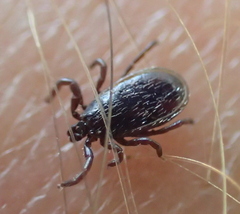 Ixodes pacificus