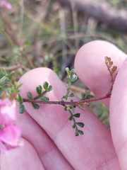 Boronia microphylla