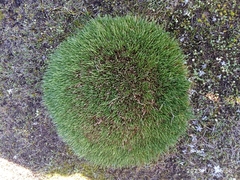 Oreobolus pectinatus