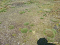 Oreobolus pectinatus