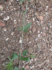 Boerhavia erecta image