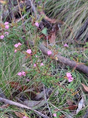 Boronia microphylla