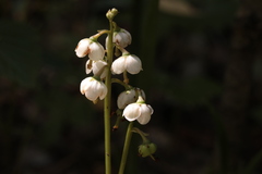 Pyrola media