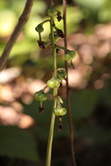 Pyrola media