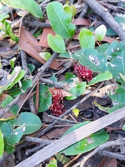 Grevillea laurifolia