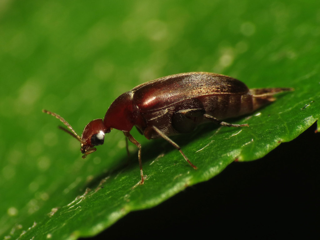 Glipostenoda ambusta