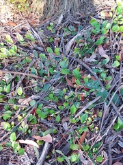 Grevillea laurifolia