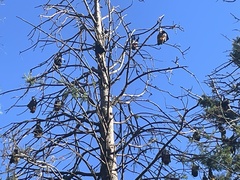 Pteropus poliocephalus