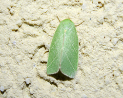 Bena bicolorana
