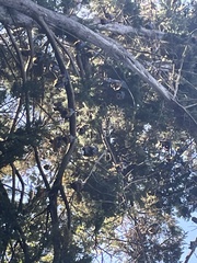 Pteropus poliocephalus