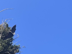 Pteropus poliocephalus