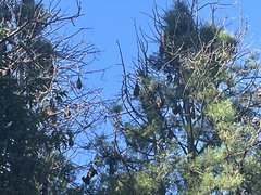 Pteropus poliocephalus