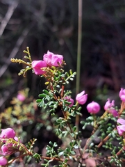 Boronia microphylla