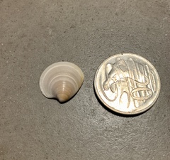 Dosiniinae