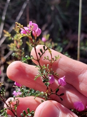 Boronia microphylla