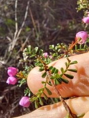 Boronia microphylla