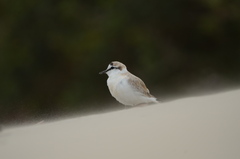 Charadrius marginatus