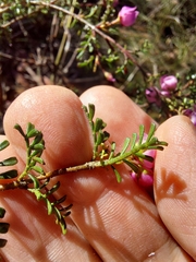 Boronia microphylla