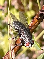 Oxysarcodexia varia